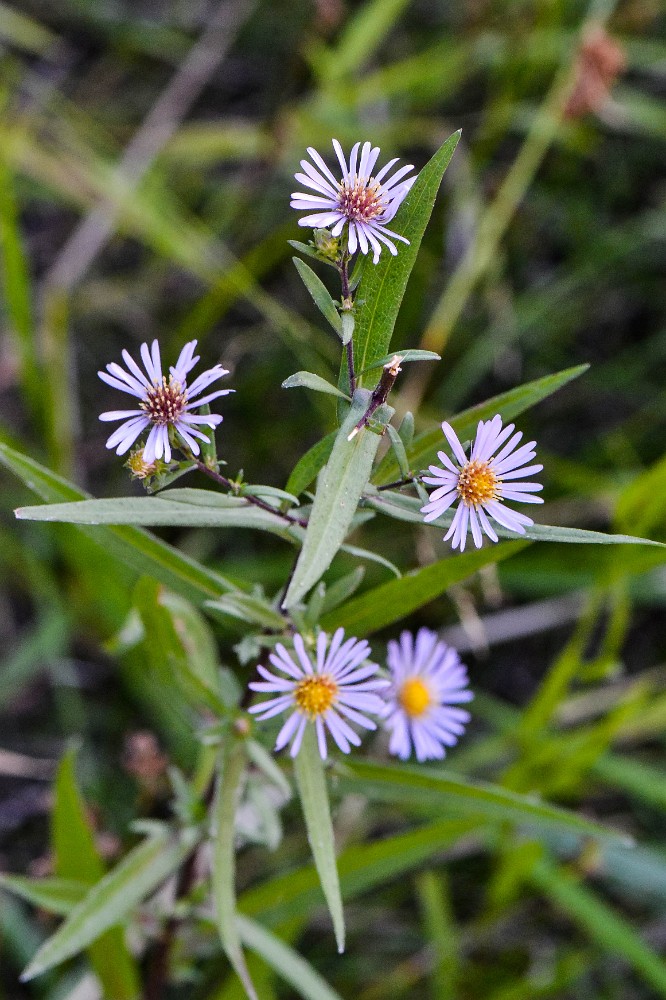 Douglas' aster - Symphyotrichum subspicatum