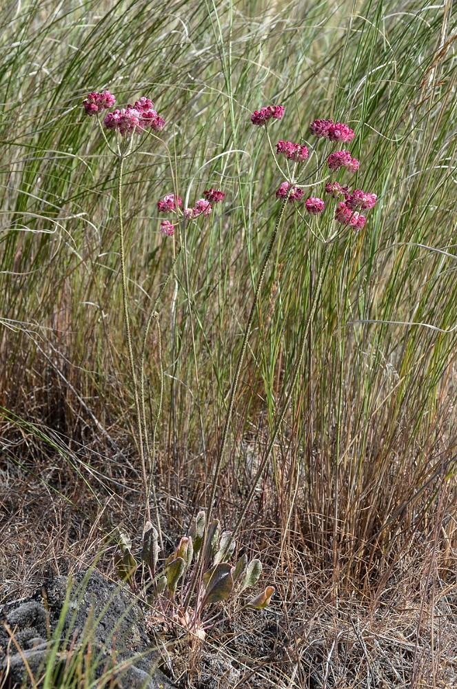 Eriogonum strictum var. proliferum - strict buckwheat3