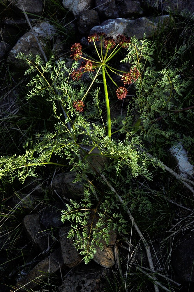 Fern-leaf biscuitroot