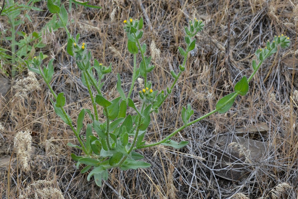 Fiddleneck - Amsinckia (2)