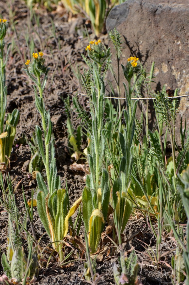 Fiddleneck - Amsinckia (4)