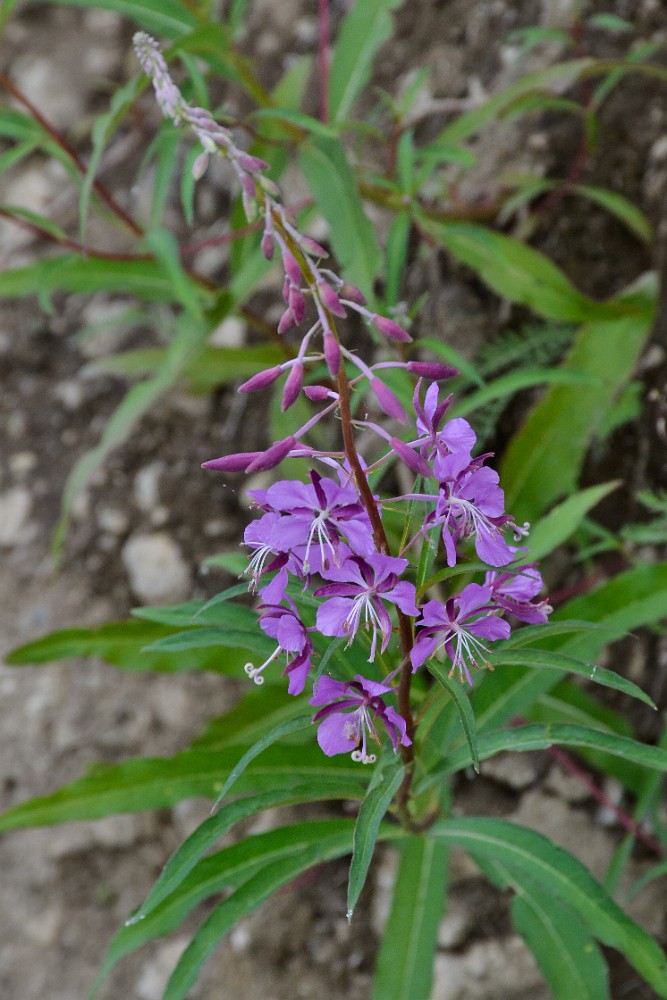 Fireweed