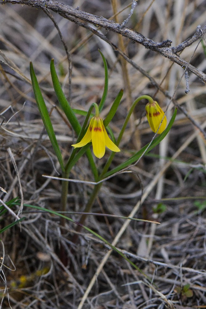 Fritillaria pudica - Yellow fritillary1