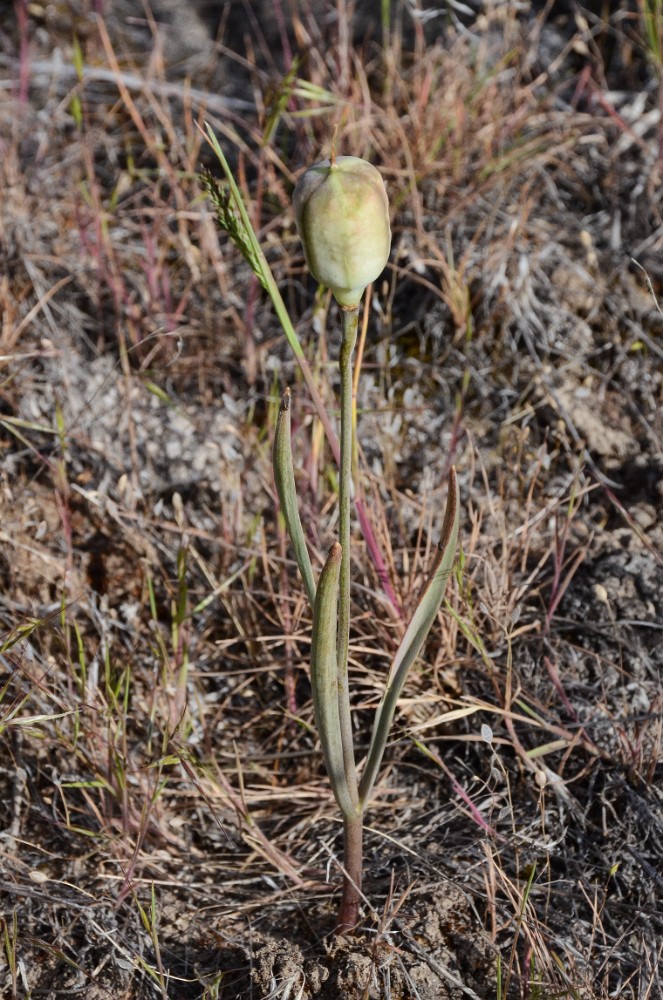 Fritillaria pudica - Yellow fritillary4