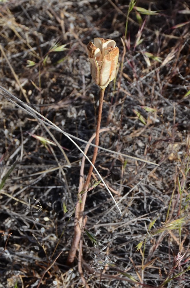 Fritillaria pudica - Yellow fritillary5