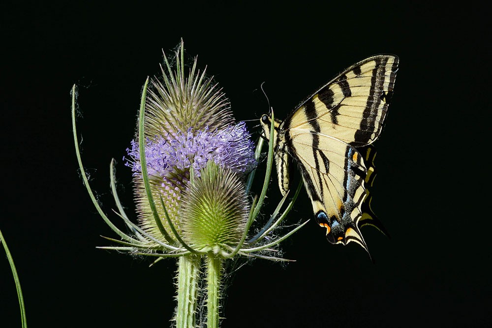 Fuller's-teasel