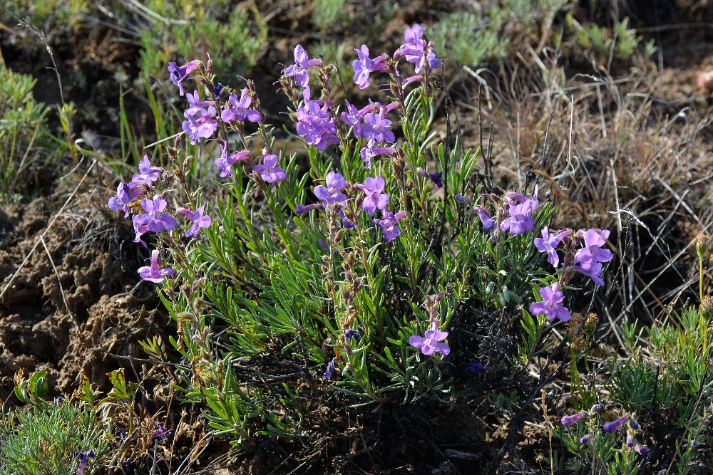 Gairdner's penstemon