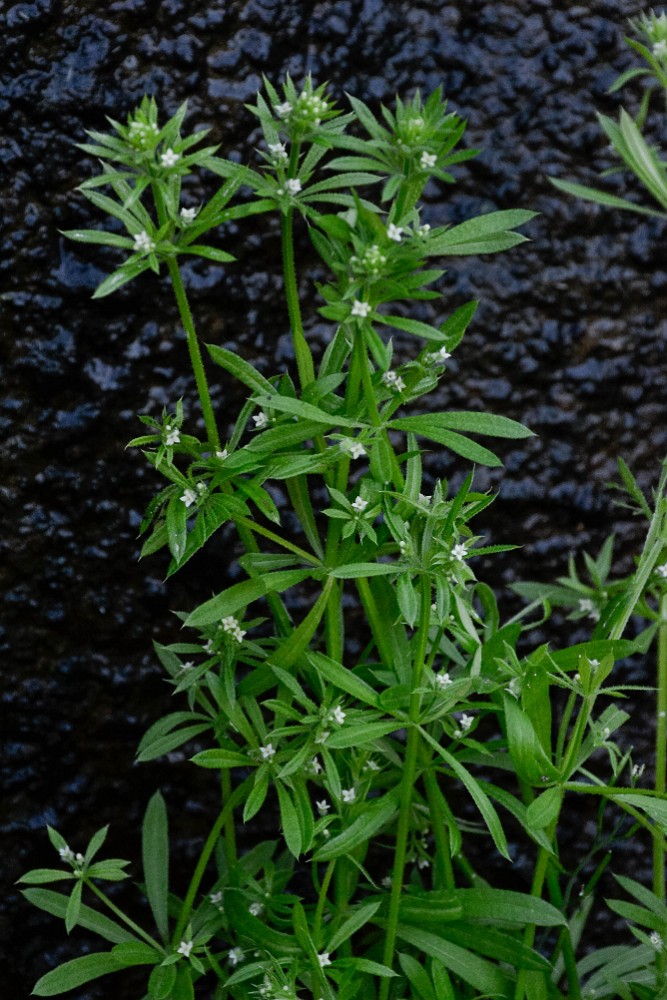 Galium aparine