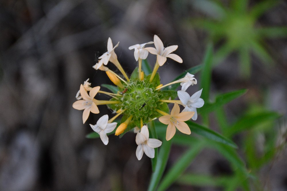 Large-flowered collomia (2)