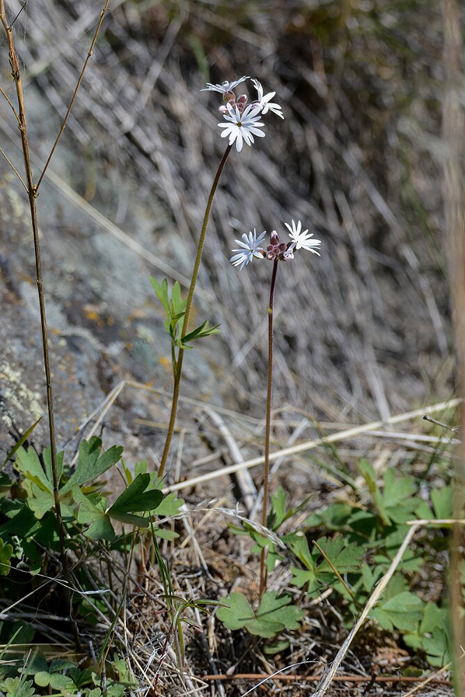 Lithophragma-parviflorum-Smallflower-woodland star-1