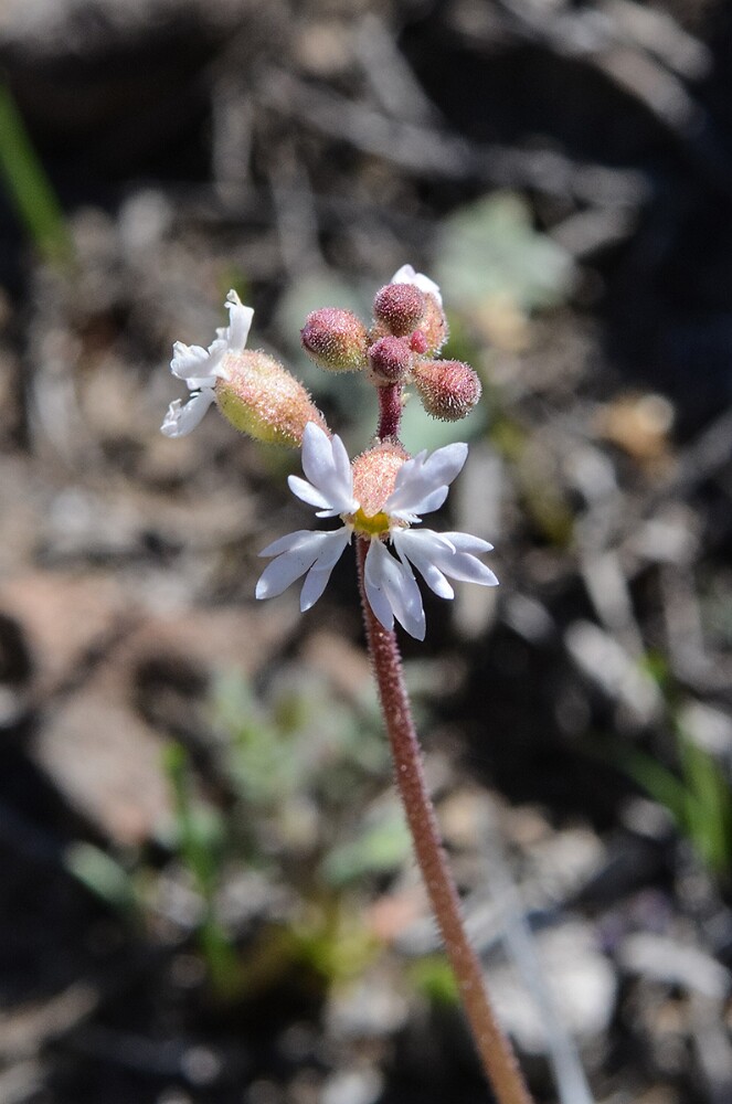 Lithophragma-parviflorum-Smallflower-woodland star-3