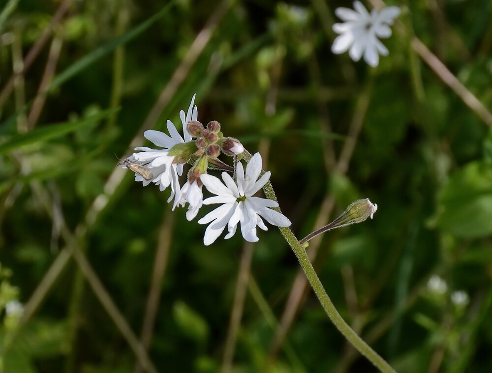Lithophragma-parviflorum-Smallflower-woodland star-4