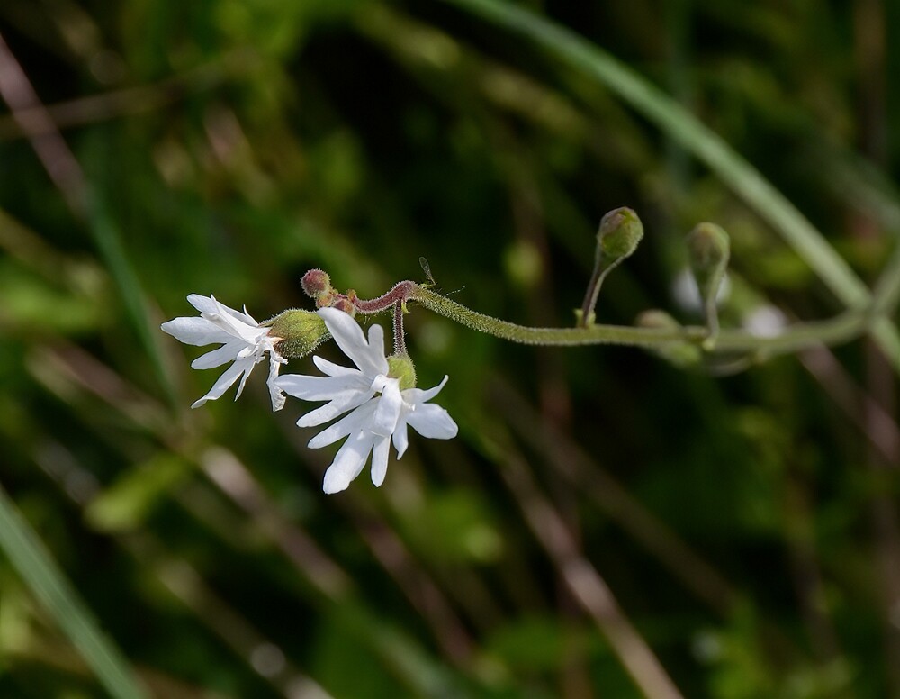 Lithophragma-parviflorum-Smallflower-woodland star-5