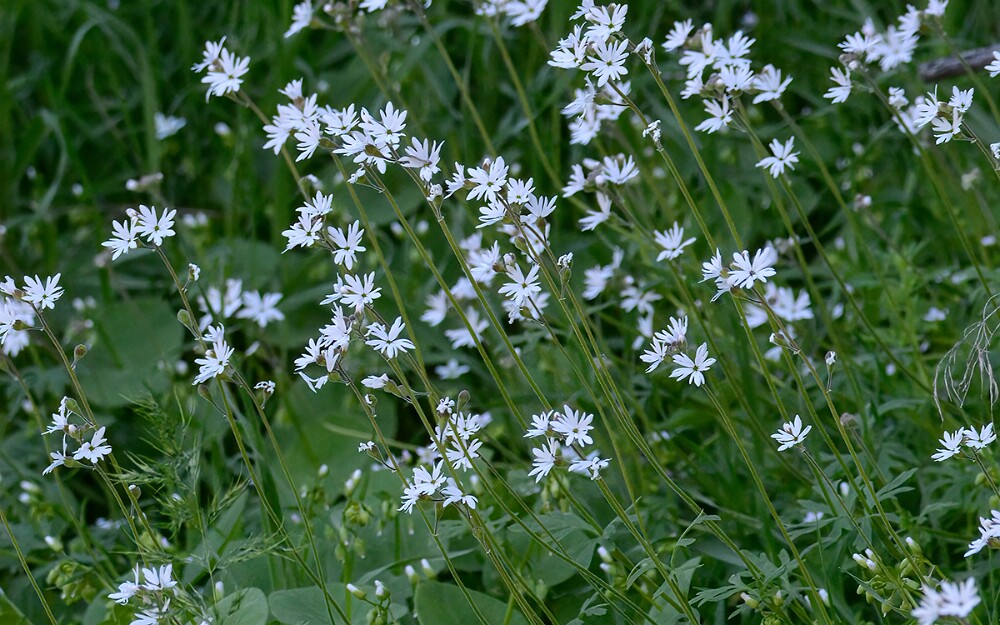 Lithophragma-parviflorum-Smallflower-woodland star-7