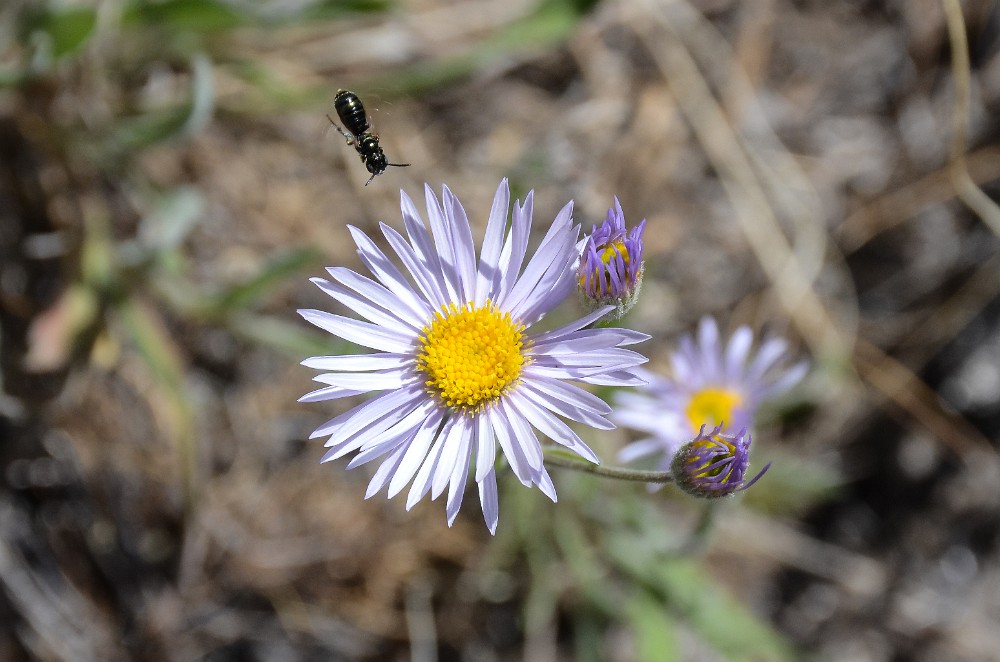 Longleaf fleabane - Erigeron corymbosus (2)