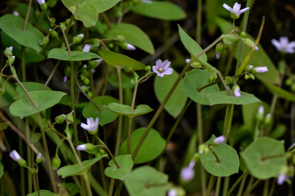 Miner's lettuce (6)