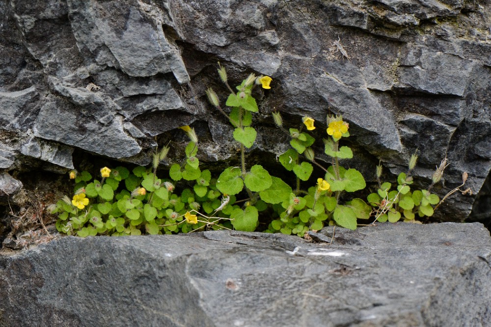 Monkey flower