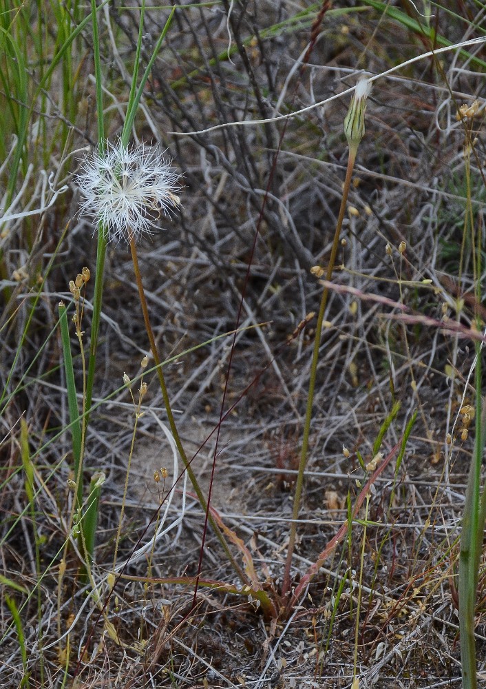 Nothocalais troximoides - Sagebrush false dandelion (2)