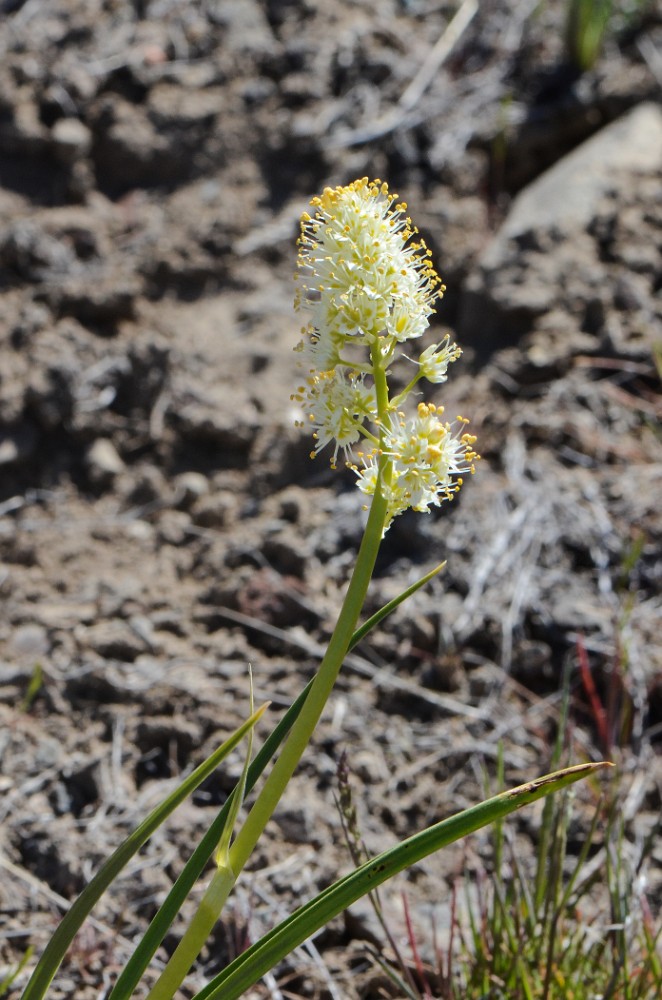 Panicled death-camas  Toxicoscordion paniculatum (2)