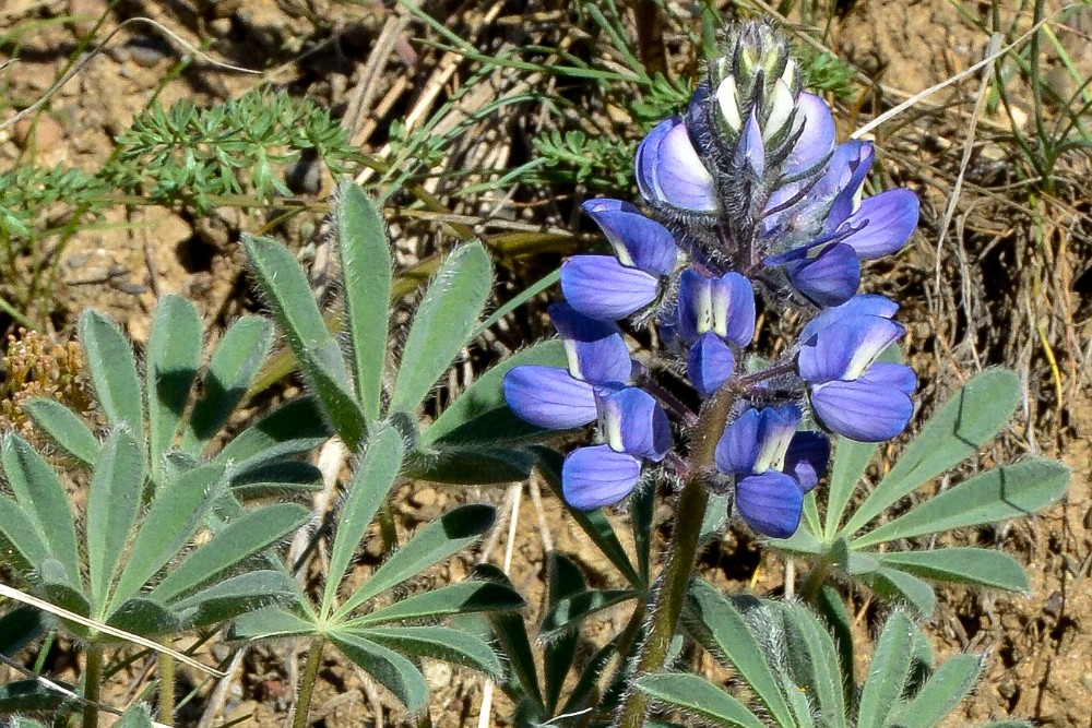 Prairie Lupine1