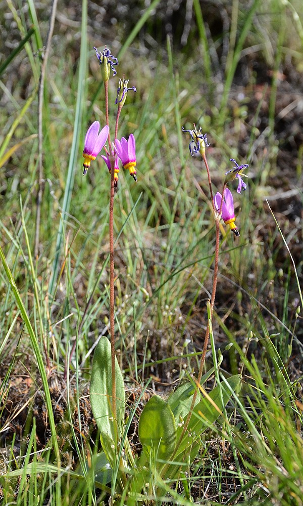 Primula pauciflora - Pretty shooting star2