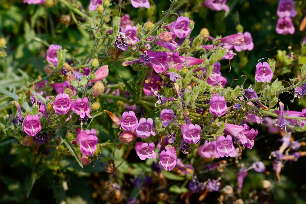 Richardson's penstemon (5)