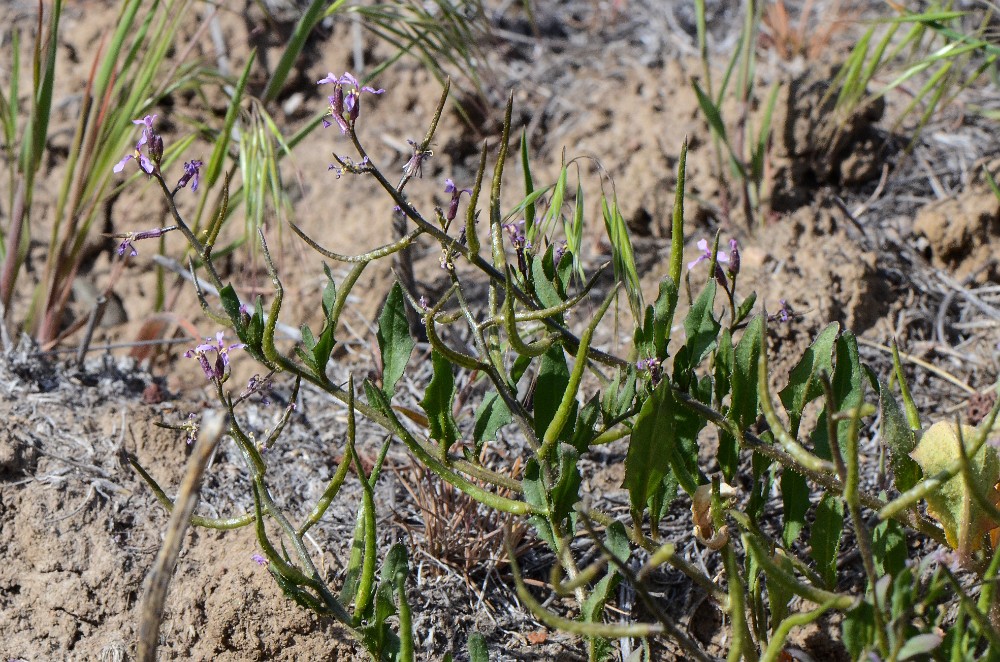 Rockcress - Boechera (2)