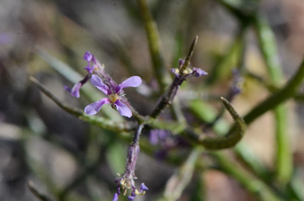 Rockcress