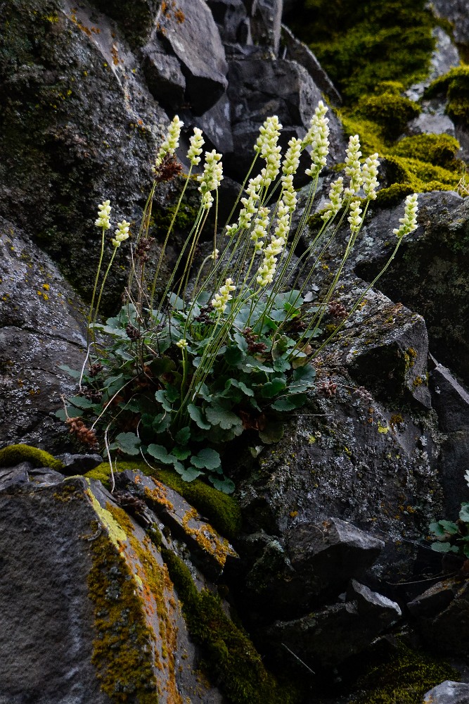 Round-leaved alumroot