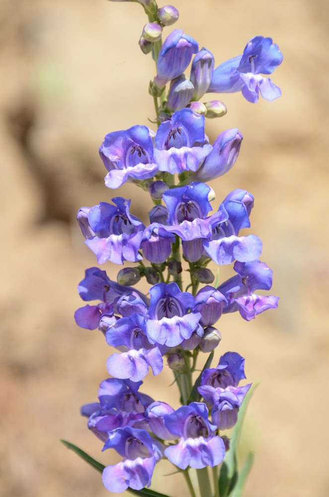 Royal penstemon - Penstemon speciosus (2)