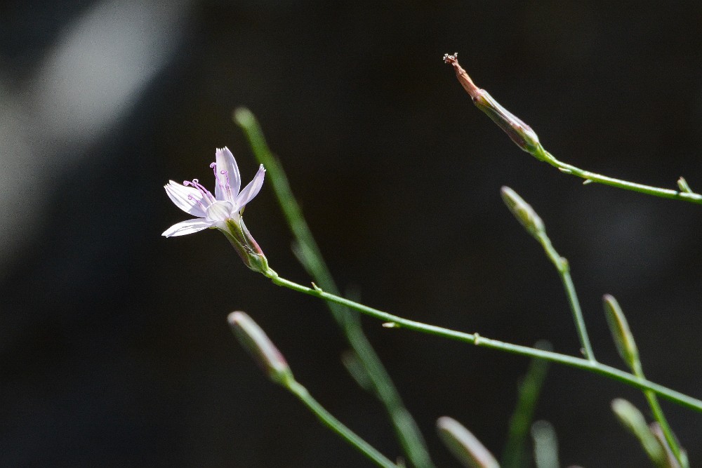 Rush skeletonplant - Lygodesmia juncea (2)