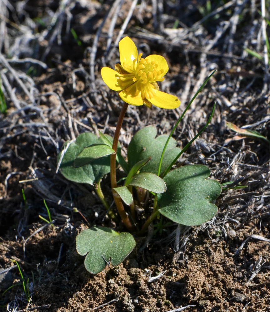 Sagebrush buttercup