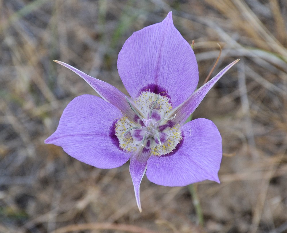 Sagebrush mariposa lily (2)