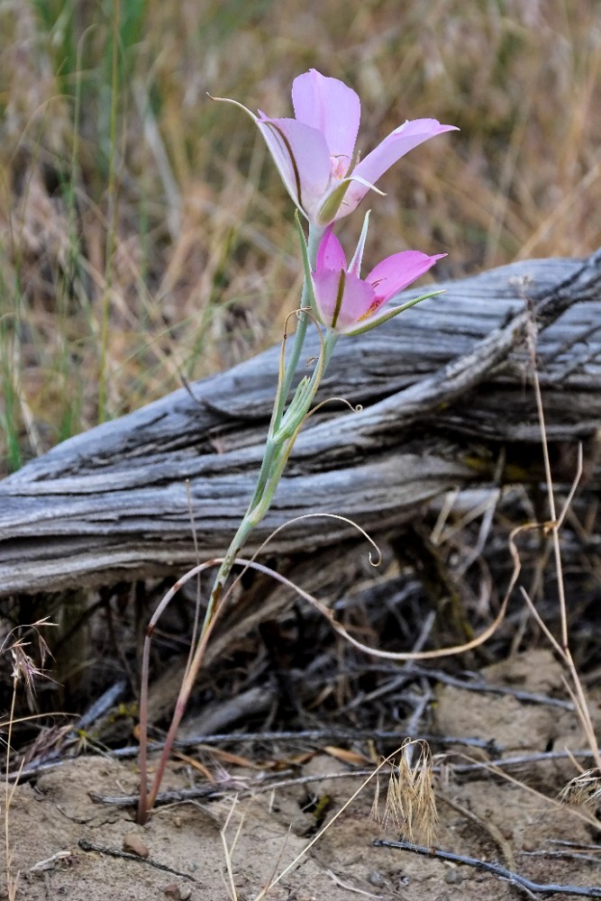 Sagebrush mariposa lily