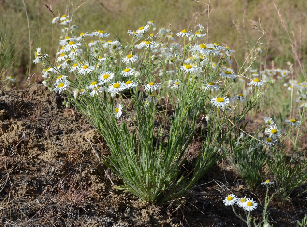 Shaggy fleabane - Erigeron pumilus (2)