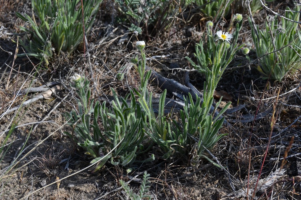 Shaggy fleabane - Erigeron pumilus