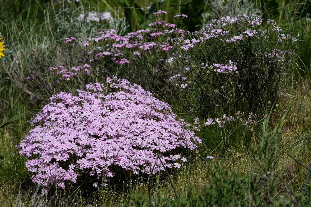 Showy Phlox 1