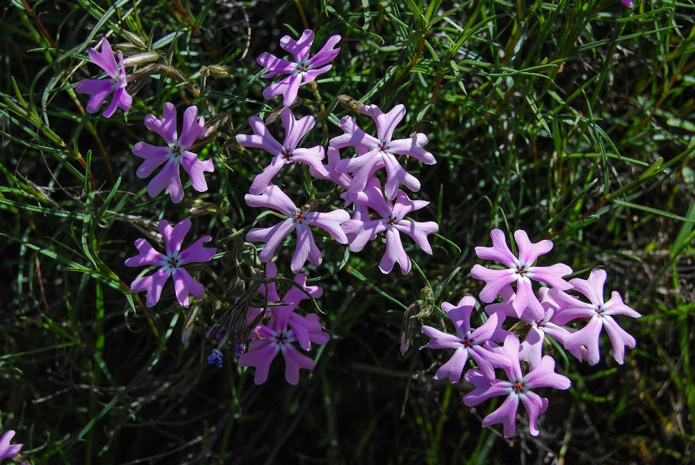 Showy Phlox