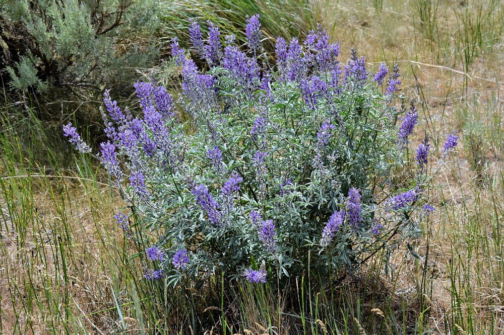 Silky lupine