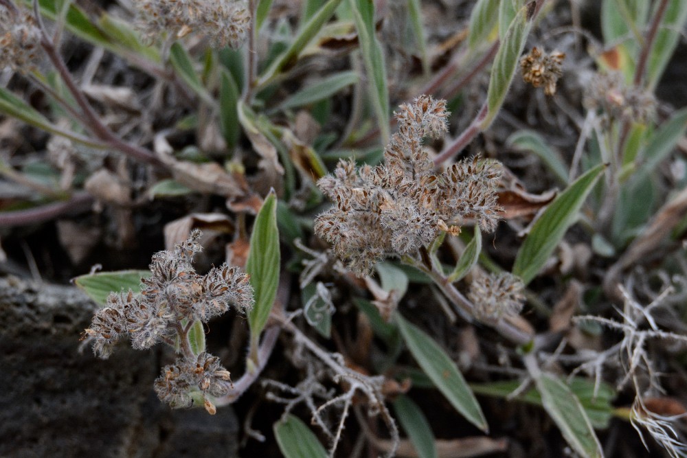 Silver-leaf Phacelia (2)