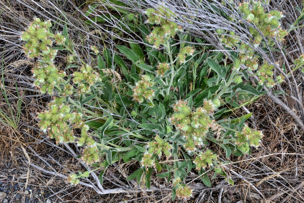 Silver-leaf Phacelia