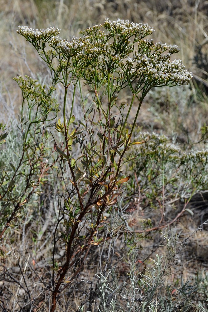 Slender buckwheat