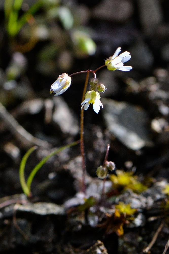 Spring whitlow-grass - Draba verna (2)