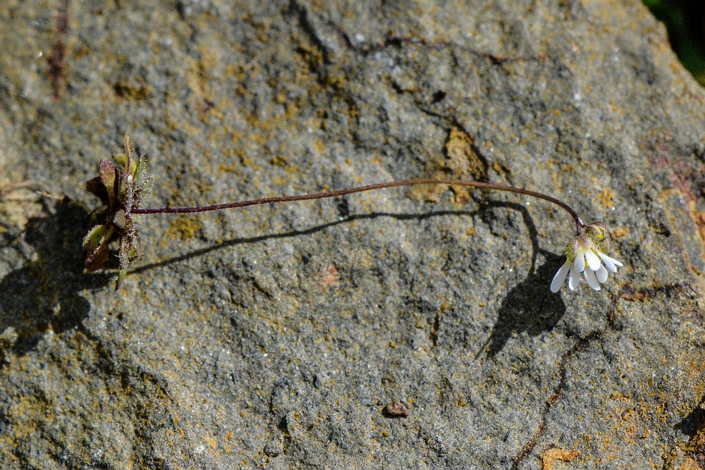 Spring whitlow-grass - Draba verna (3)