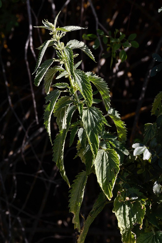 Stinging nettle