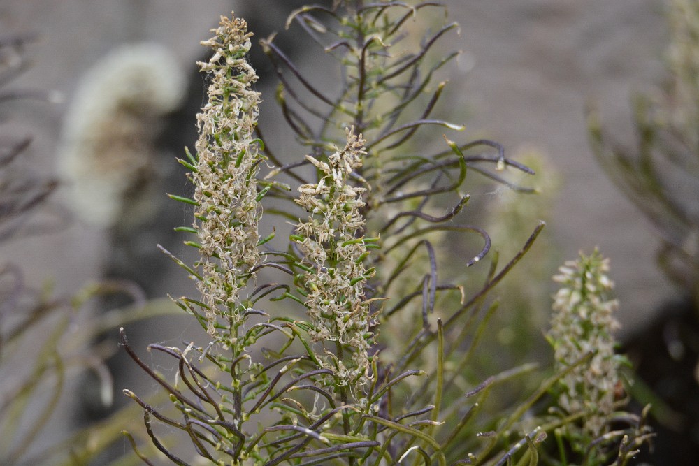 Thelypodium laciniatum - Thickleaf thelypody (2)