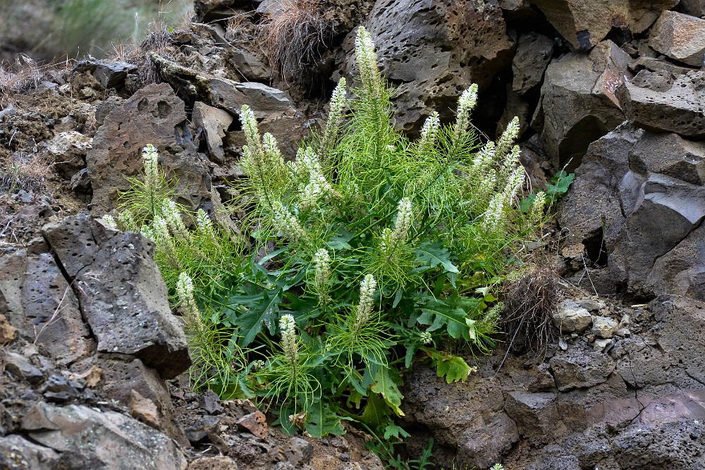 Thickleaf thelypody