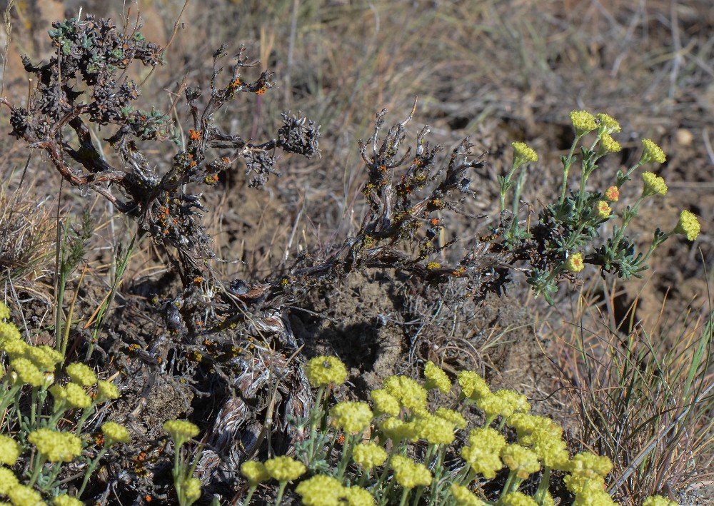 Thyme-leaf wild buckwheat (2)