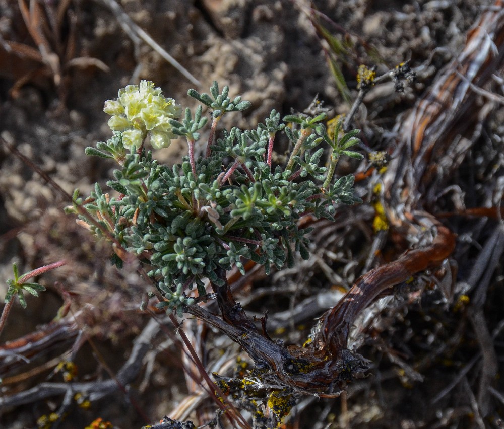 Thyme-leaf wild buckwheat (3)