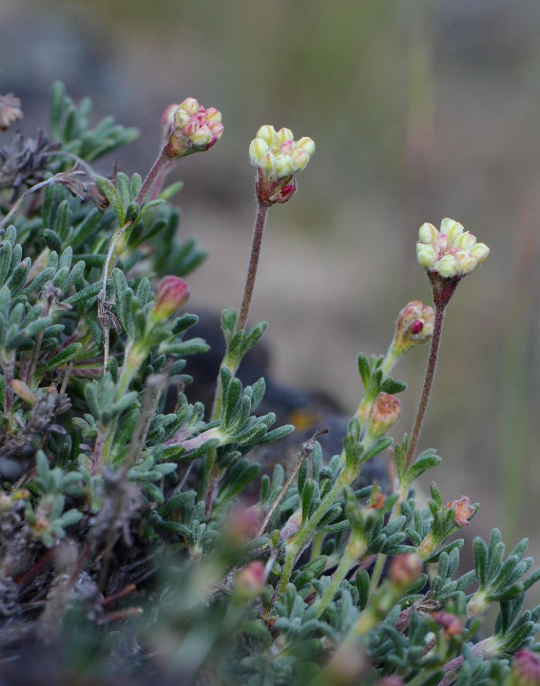 Thyme-leaf wild buckwheat (6)